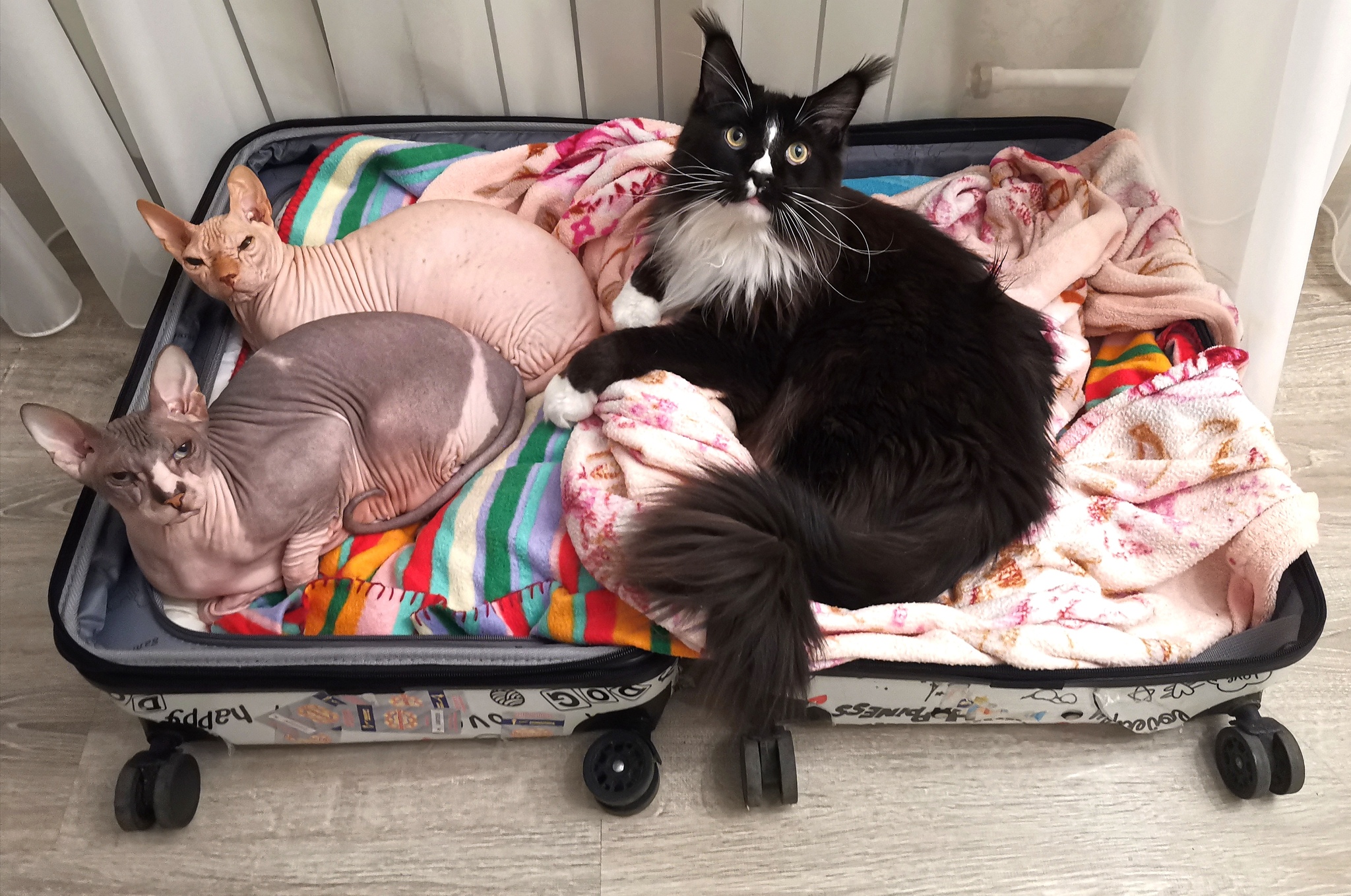 a traveling mood - My, cat, Don Sphynx, Maine Coon, Pets