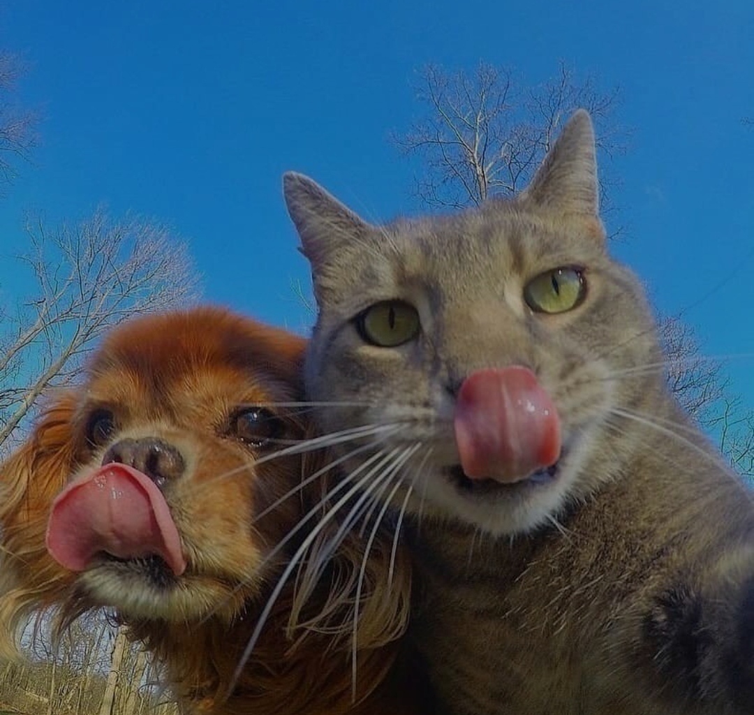 fluffy selfies - cat, Dog, Selfie, Humor, Longpost