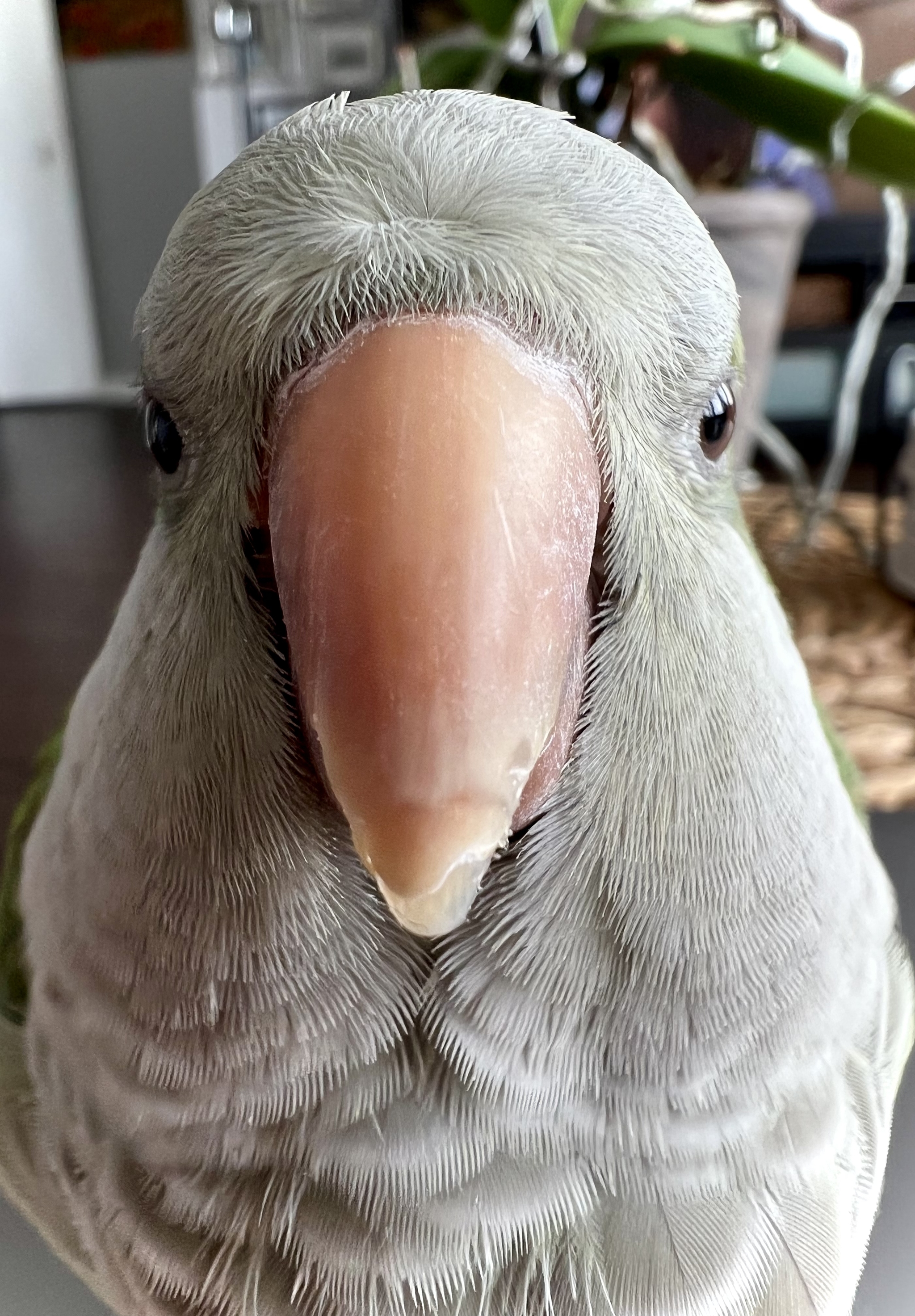 Parrot selfie :) - My, A parrot, Quakers, monk parakeet, Selfie, Birds