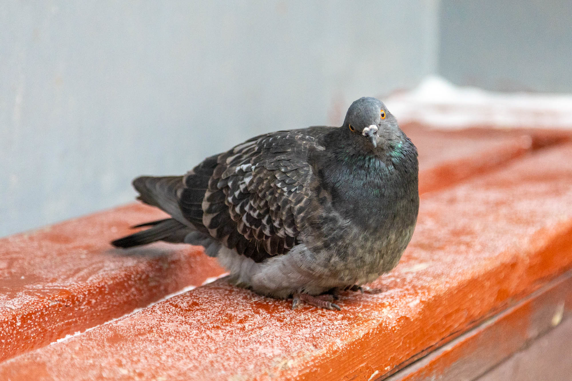 Ferry and pigeons - My, Pigeon, Ferry, Tobolsk, The photo, Longpost