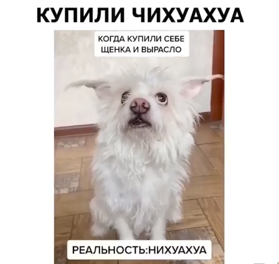 Chihuahua - Chihuahua, Dog, Memes, Humor, Expectation and reality