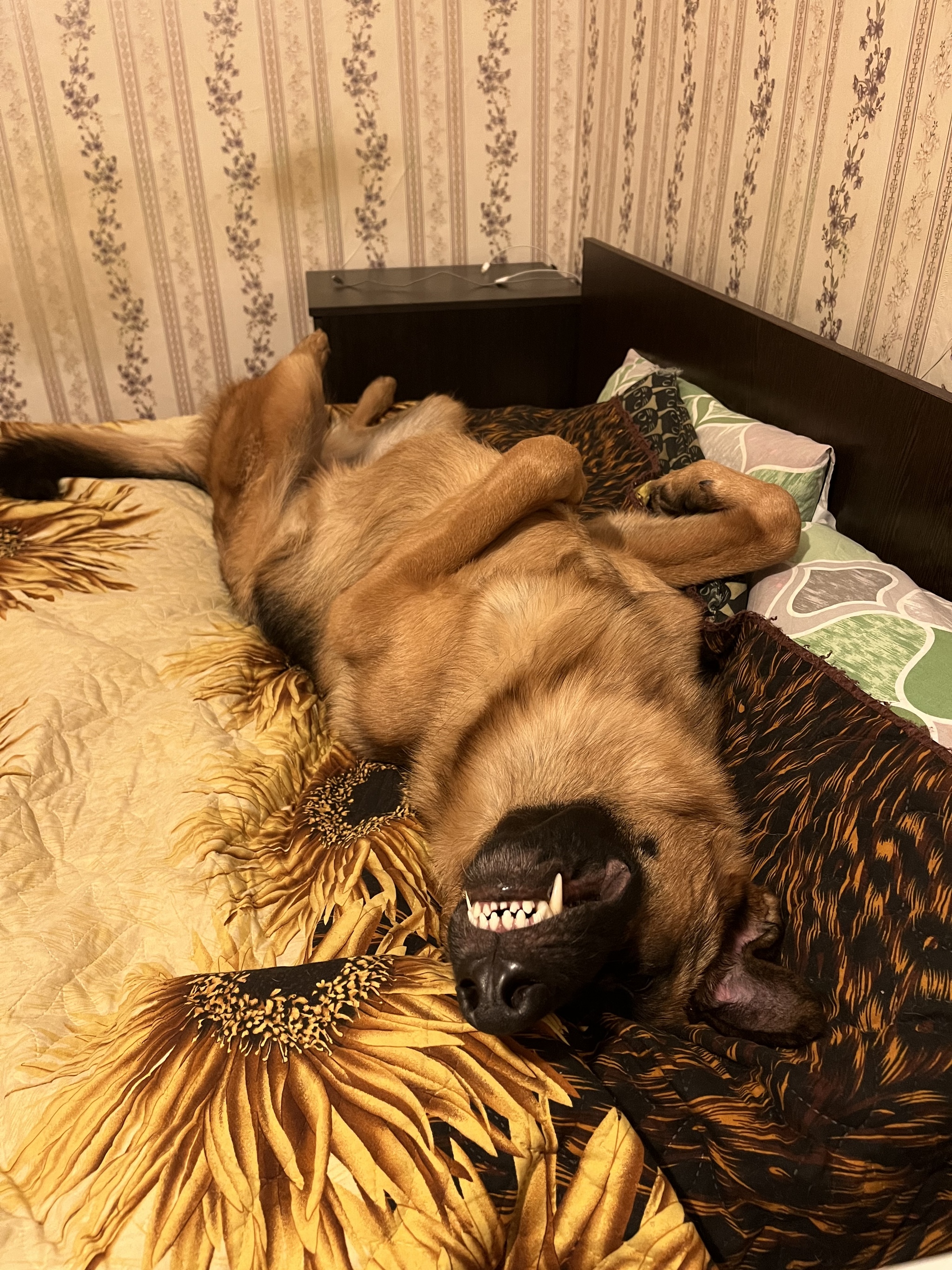 Smile - My, Dog, German Shepherd, Relaxation, Smile