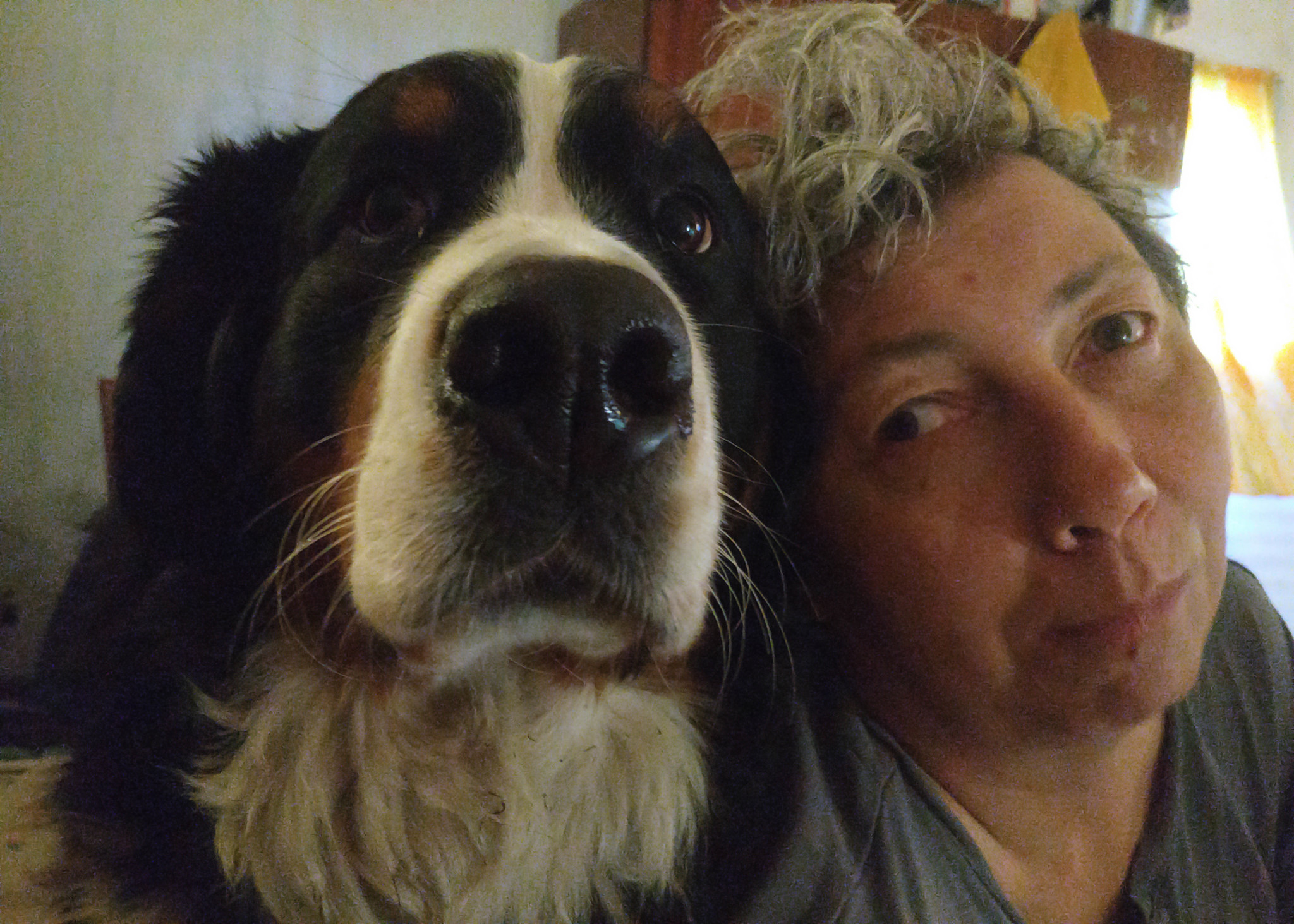 Continuation of the post Huntress - My, Gratitude, Positive, Bernese mountain dog, Love, Happiness, Good deeds, Reply to post