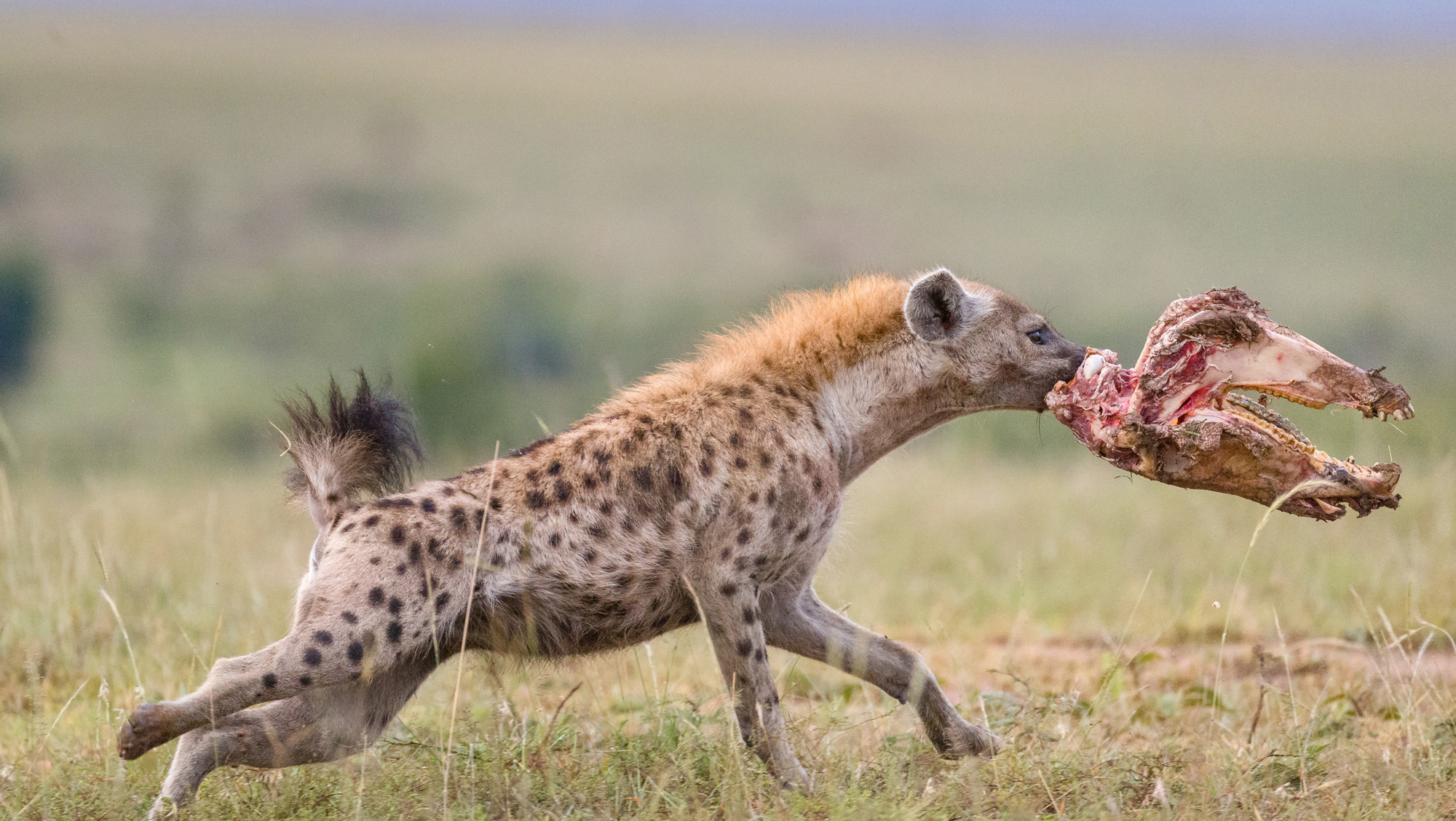 Hyena steals zebra skull from lions - Spotted Hyena, Hyena, Predatory animals, Wild animals, wildlife, Reserves and sanctuaries, Masai Mara, Africa, Kenya, The photo, Scull, Mining