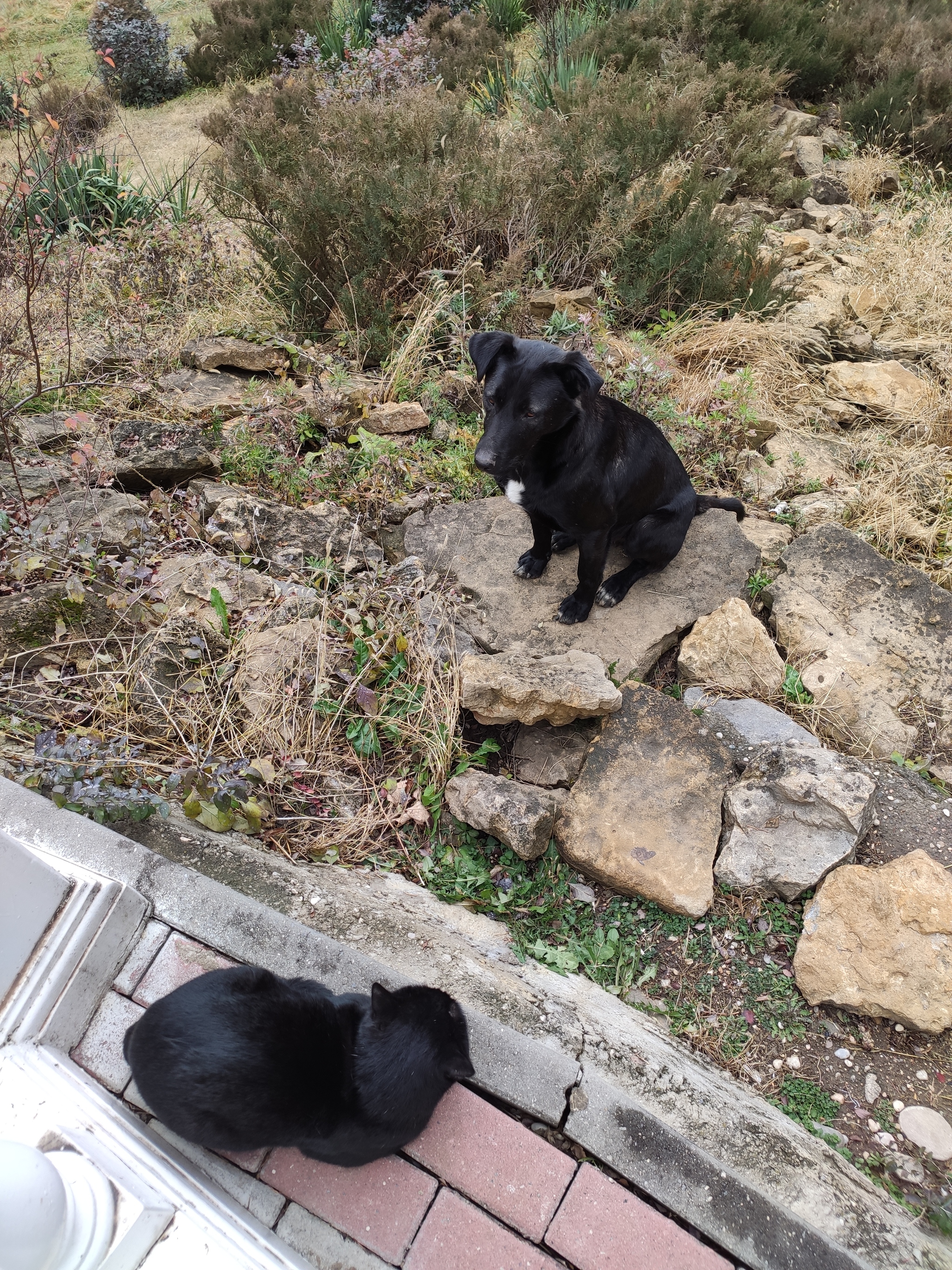 The dog sits in front of the cat - My, cat, Passed by, Dog, Is sitting