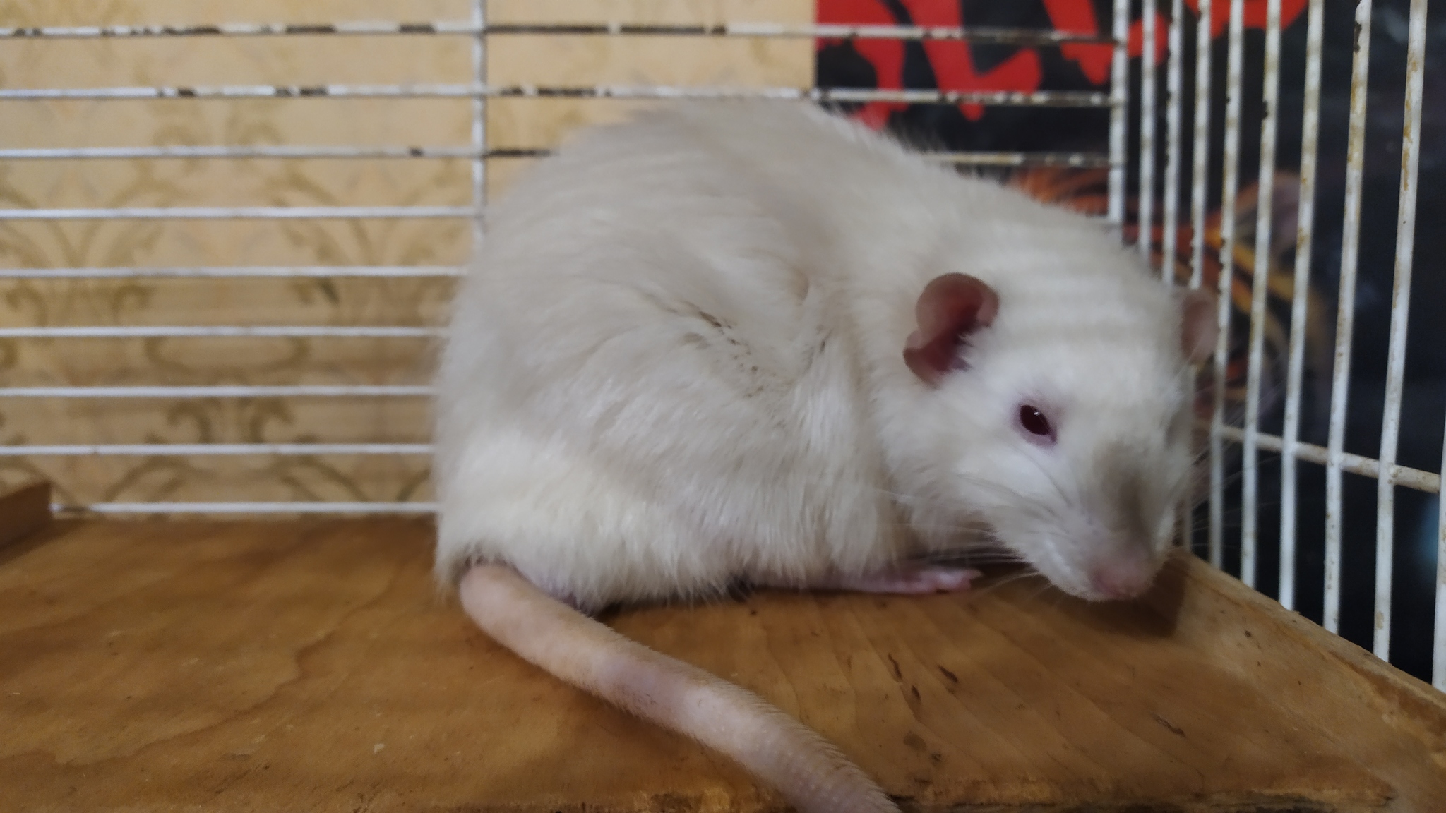 Rat days 2.5 - My, Rat, Decorative rats, Pets, Longpost