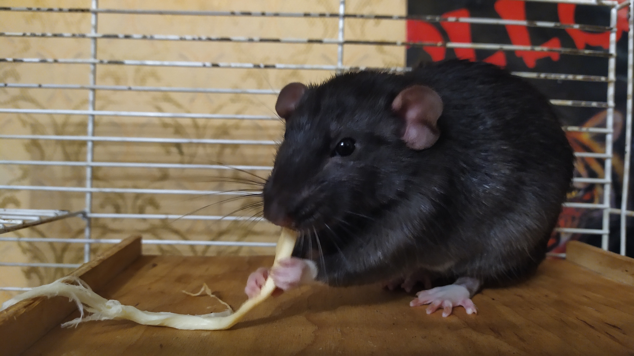 Rat days 2.5 - My, Rat, Decorative rats, Pets, Longpost