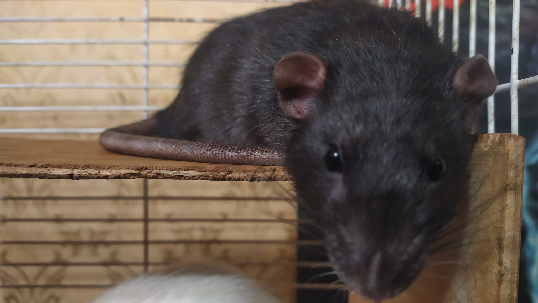 Rat days 2.5 - My, Rat, Decorative rats, Pets, Longpost