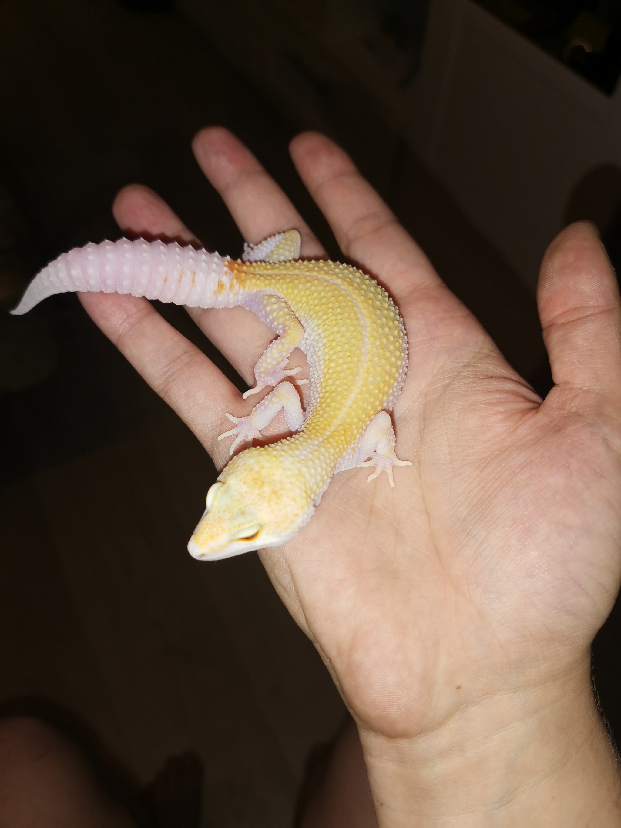 my little dragon - My, Eublefar, Lizard, The Dragon, The photo