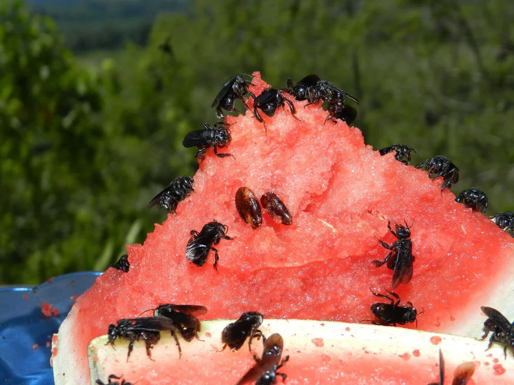 Vulture Bees: Flesh hive, meat honey. Wrong bees that collect carrion instead of pollen - Insects, Bees, Animal book, Yandex Zen, Longpost