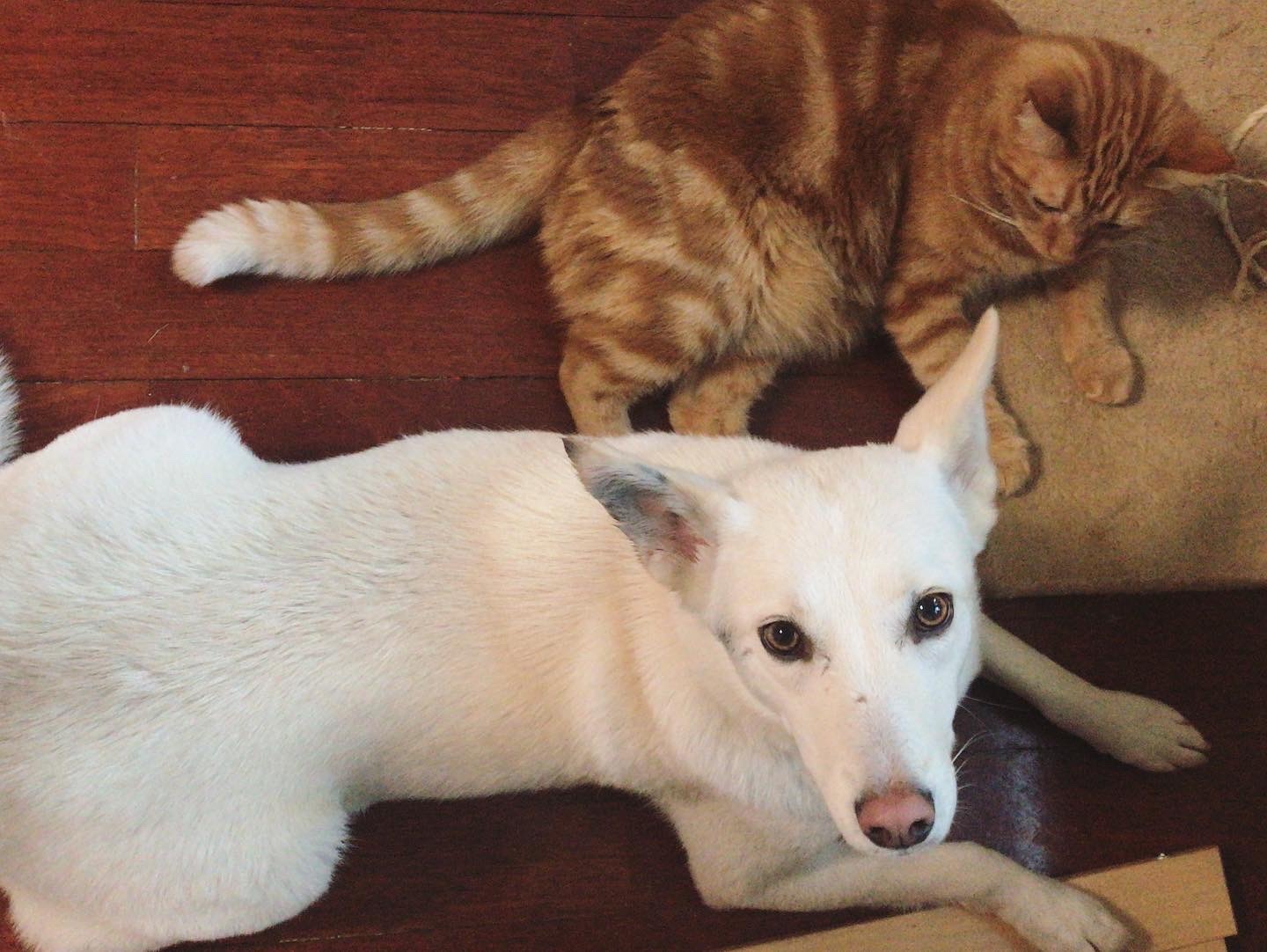 Как нельзя кота жевать?... | Пикабу