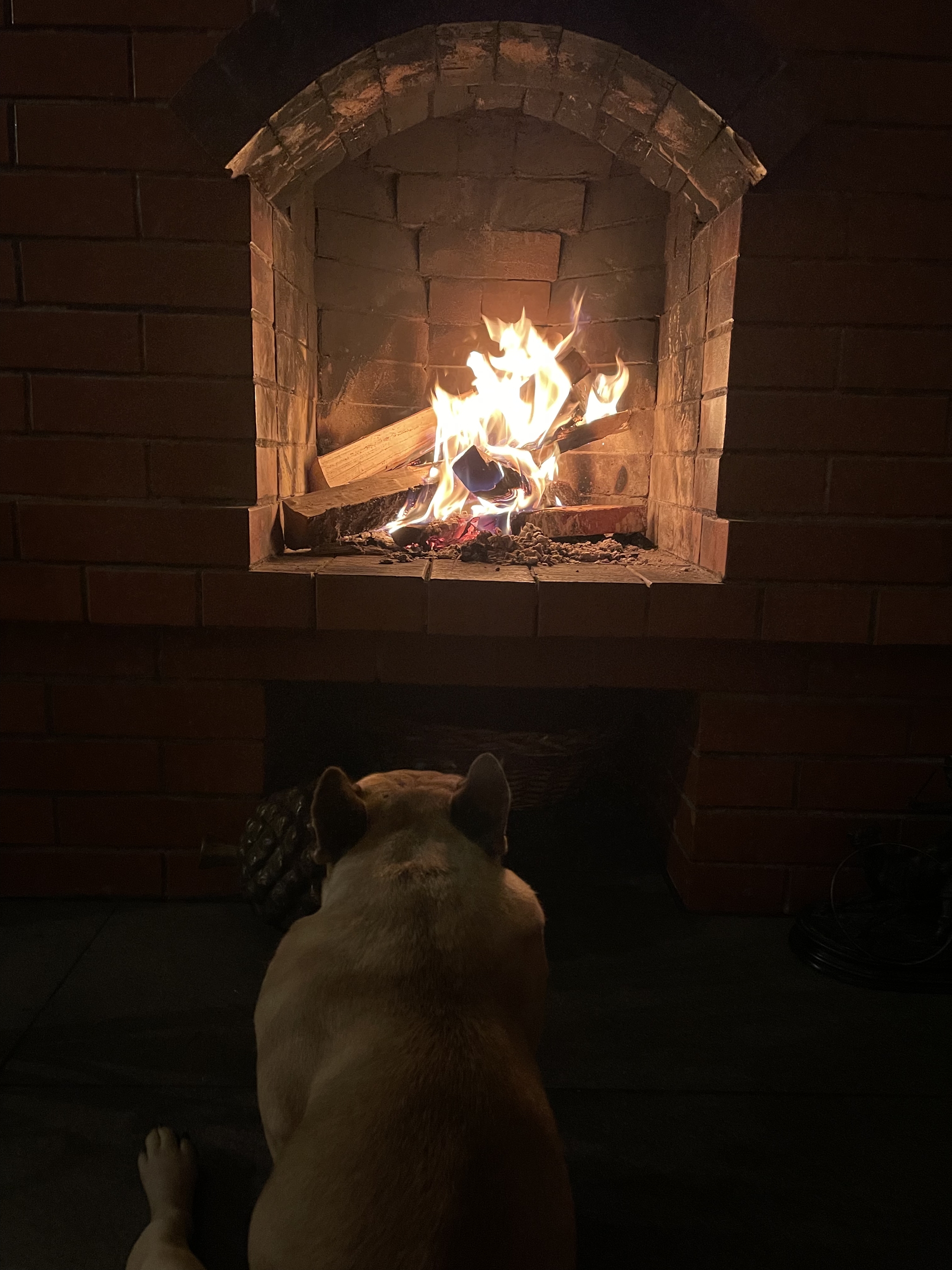 Cold! - My, Dog, French Bulldog, Warmed up, Sits well, Longpost