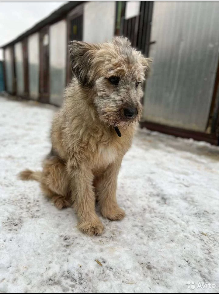 Useless dog from the shelter - The strength of the Peekaboo, In good hands, Moscow, Dog, Longpost, No rating