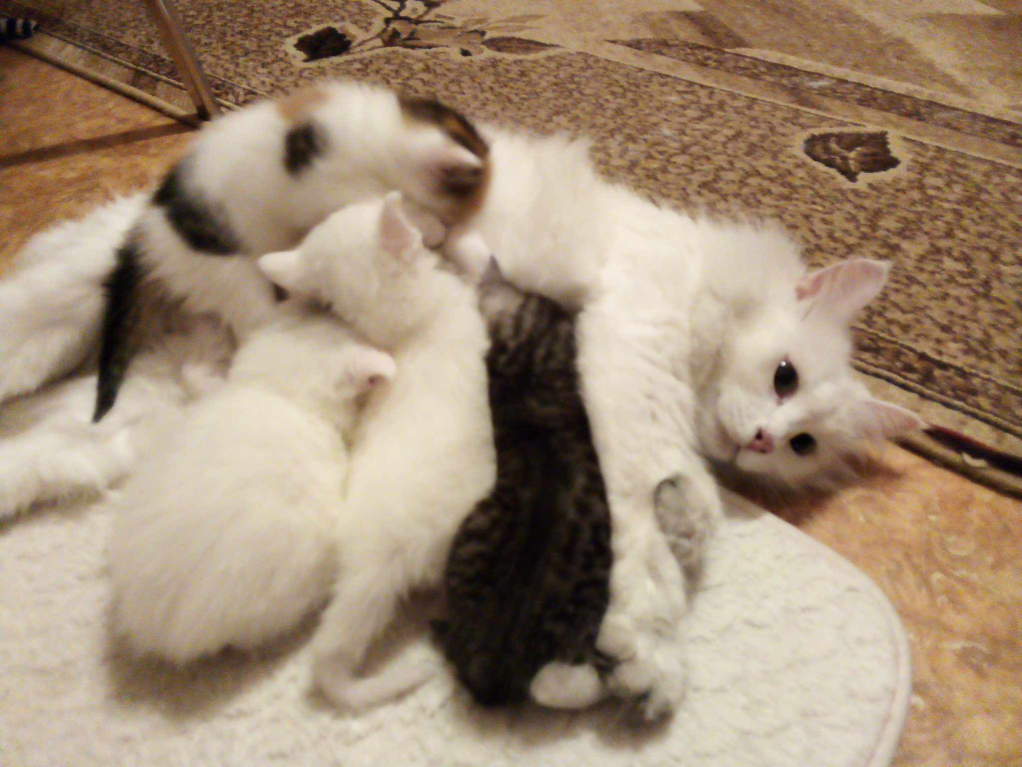 Happy mother - My, Kittens, cat, The photo, Milota