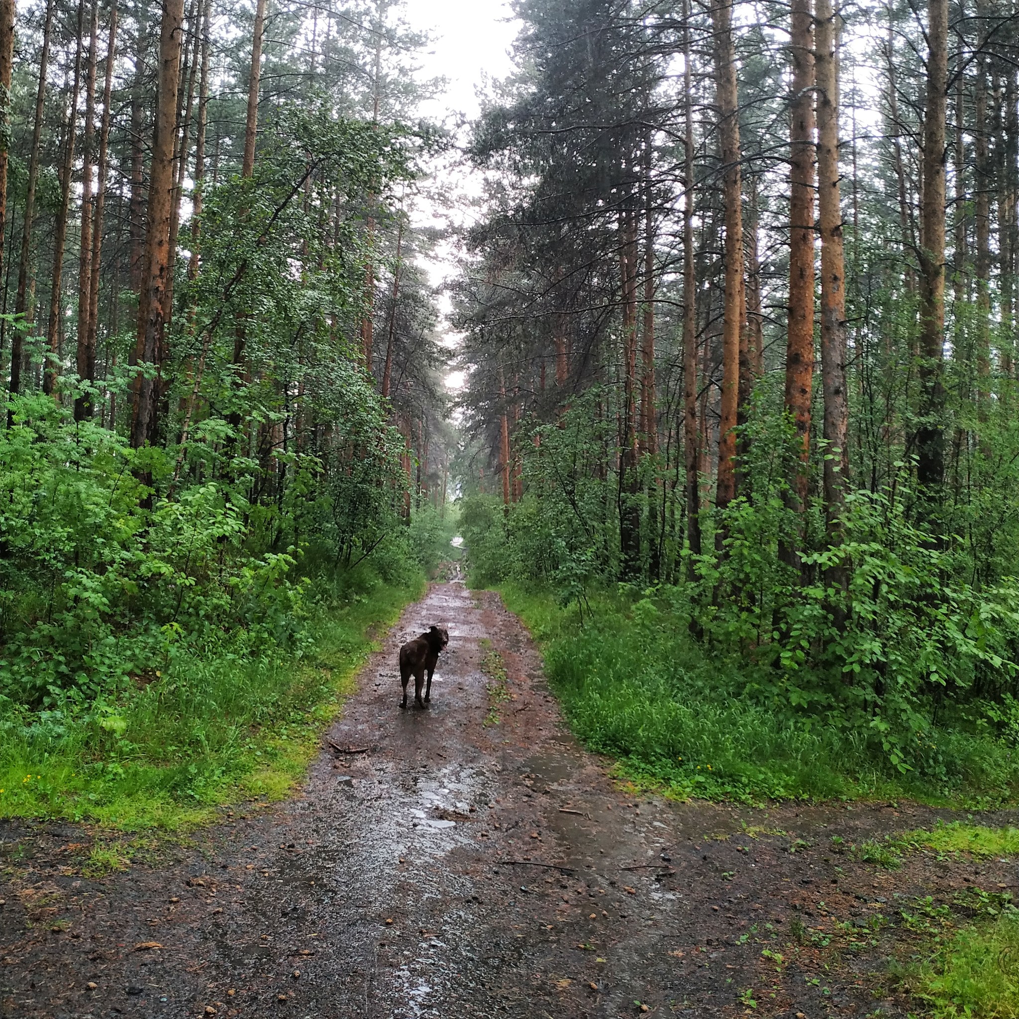 После дождя - Моё, Мобильная фотография, Лес, Фотография, Пейзаж, После дождя, Собака