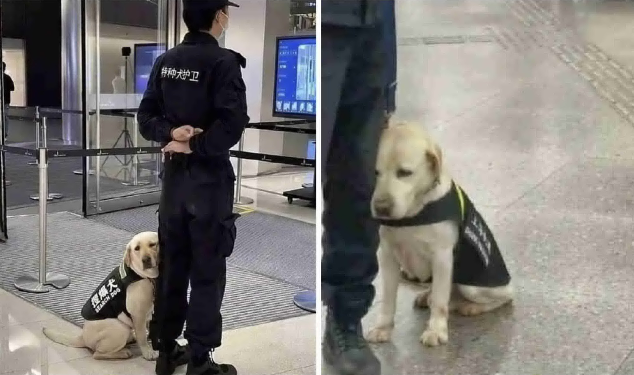 First day on the job? - Dog, Service dogs, Facial expression, Milota, Asia