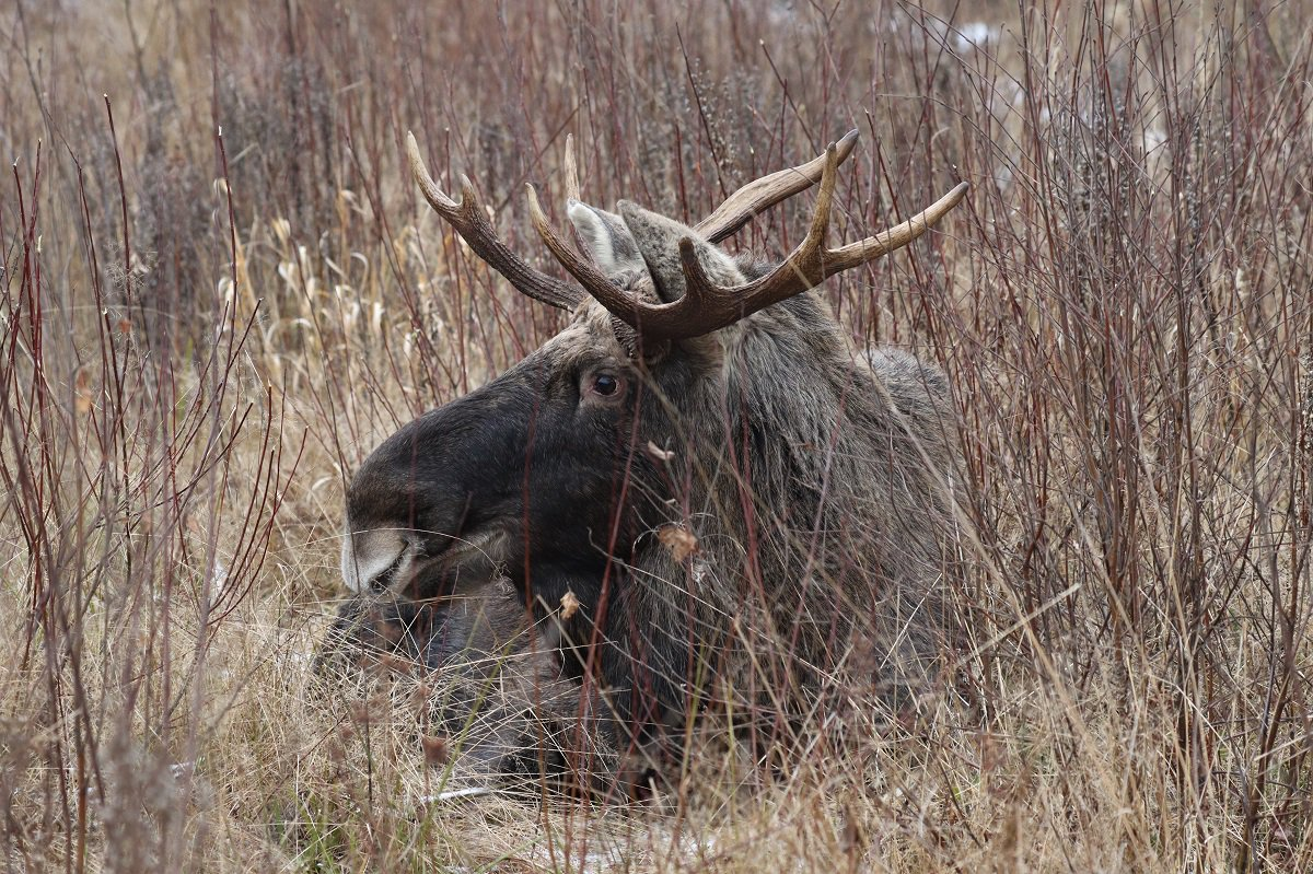 Owner of the forest - Elk, Artiodactyls, Wild animals, wildlife, beauty of nature, The photo, The national geographic, Longpost