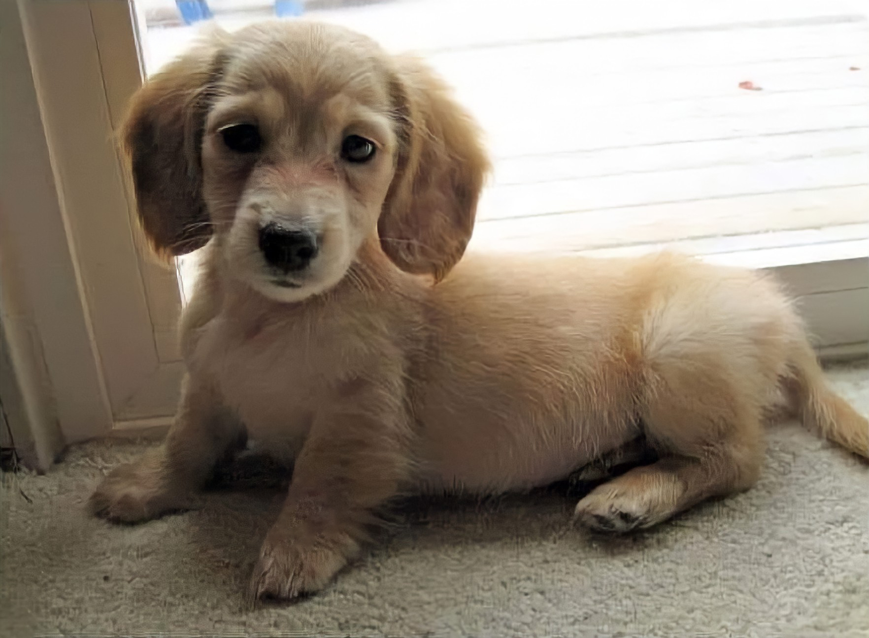 Taxitriver - Dog, Puppies, Milota, Hybrid, Dachshund, Golden retriever