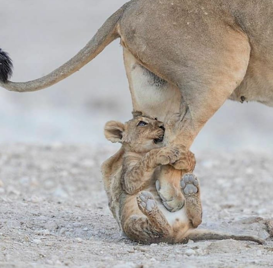 Way! I won't be confused! - Lion cubs, Big cats, Cat family, Wild animals, Predatory animals, Milota, Interesting, a lion, Lioness