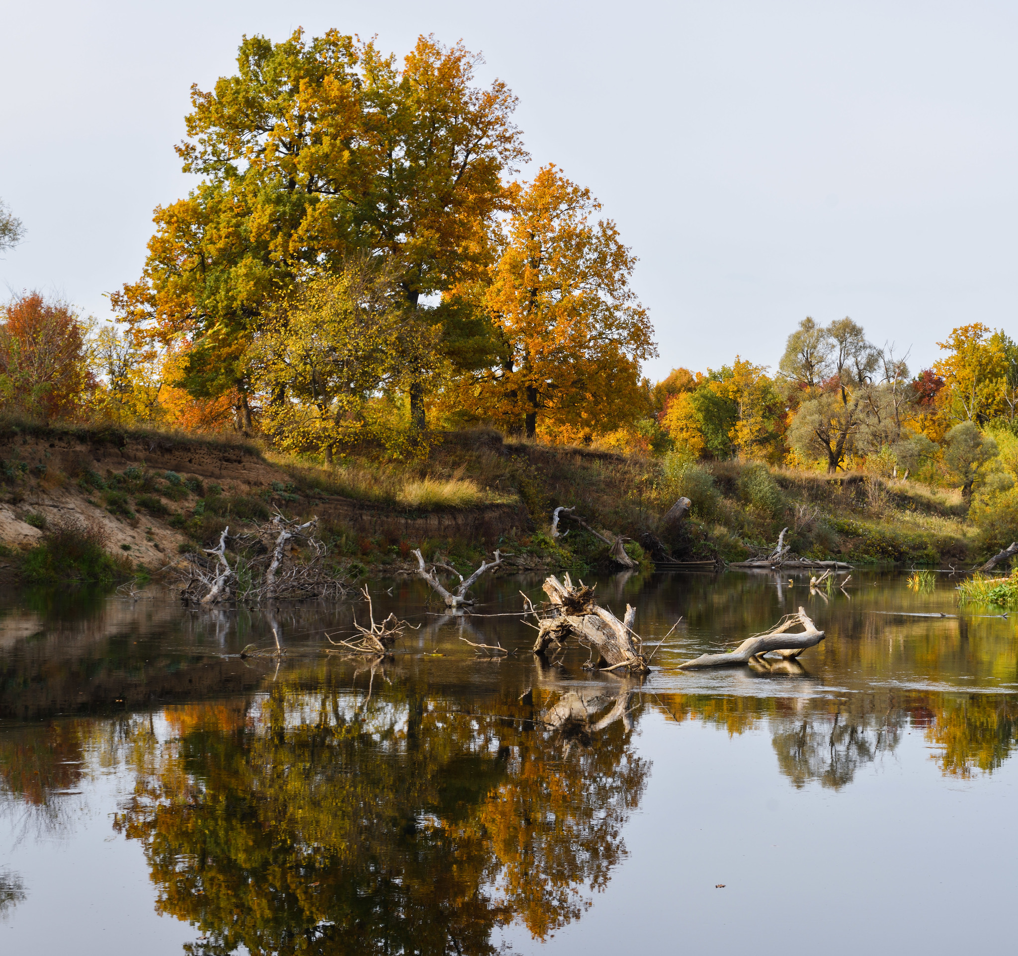 Осень на реке - Моё, Осень, Река, Природа, Вода, Дерево, Лес