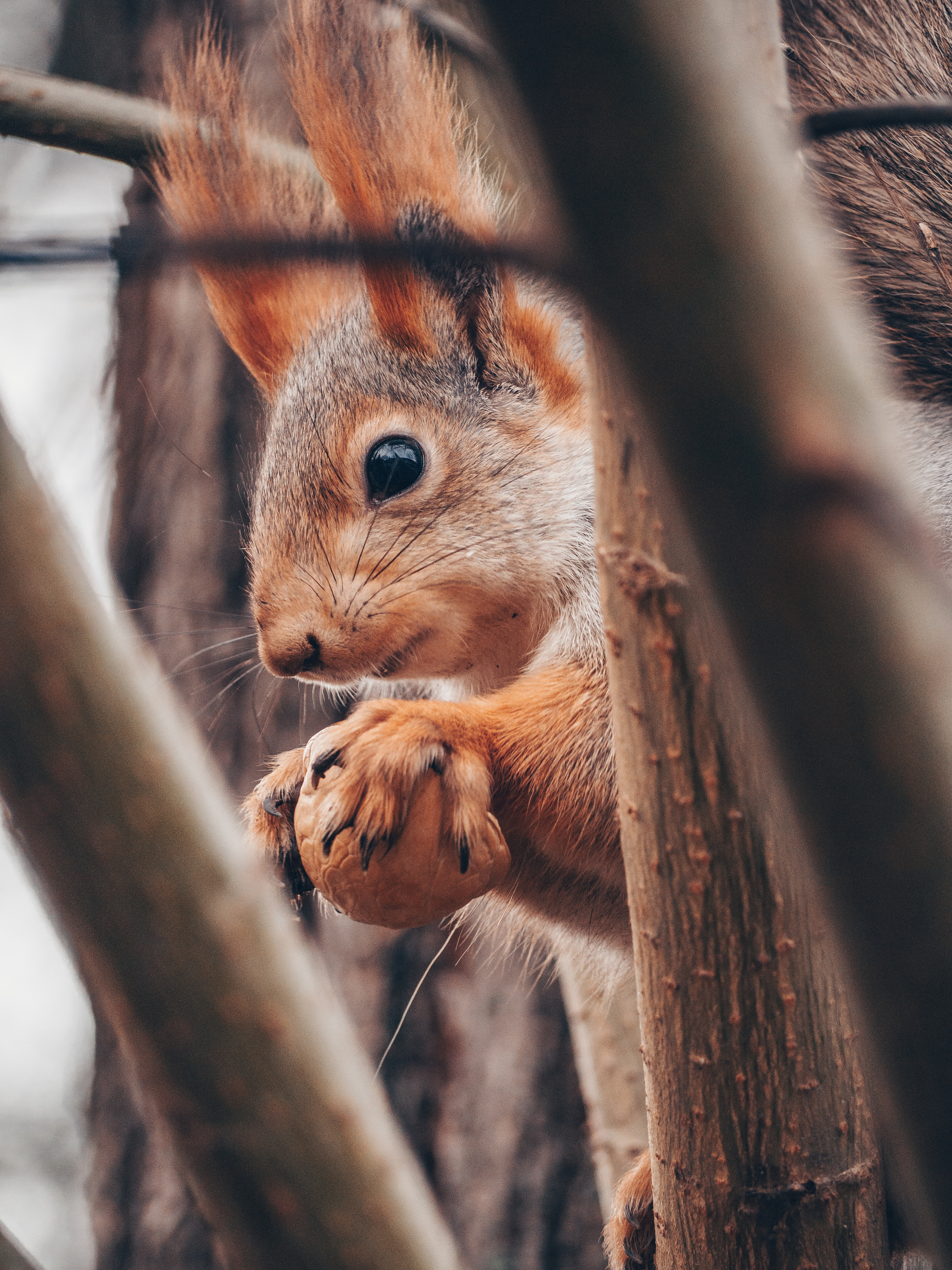 post about protein - My, Squirrel, Nature, The photo, Wild animals, Longpost