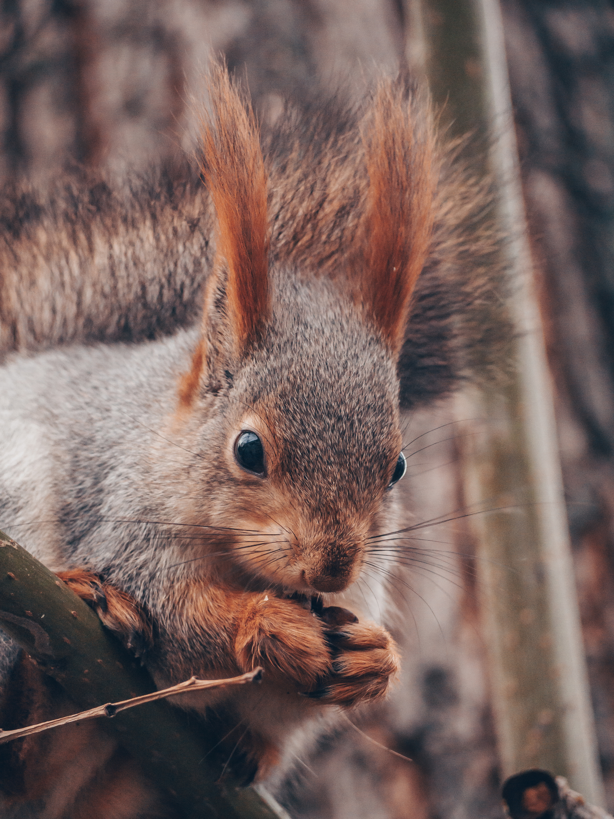 post about protein - My, Squirrel, Nature, The photo, Wild animals, Longpost