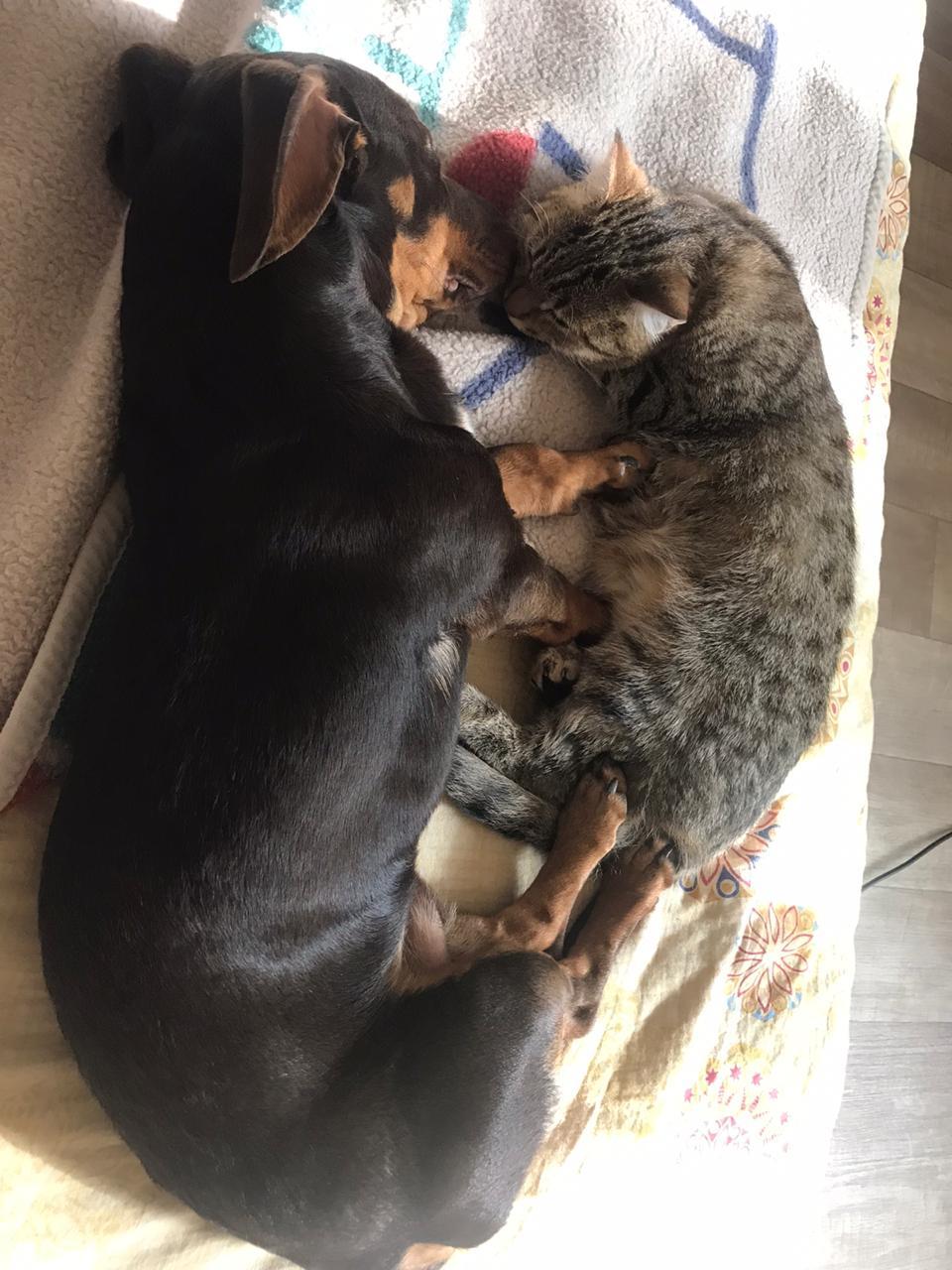 Response to the post Like a cat with a dog - My, Dog, cat, Reply to post, Dachshund, Longpost, Pets