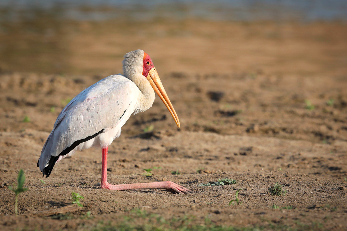 African beak - Stork, Birds, Wild animals, wildlife, National park, Zambia, Africa, The photo