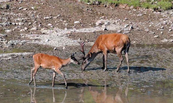 Why do animals eat dirt and stones? A failure in behavior or a vital necessity? - Animals, Land, A rock, Vitamins, Nutrition, Animal book, Yandex Zen, Longpost