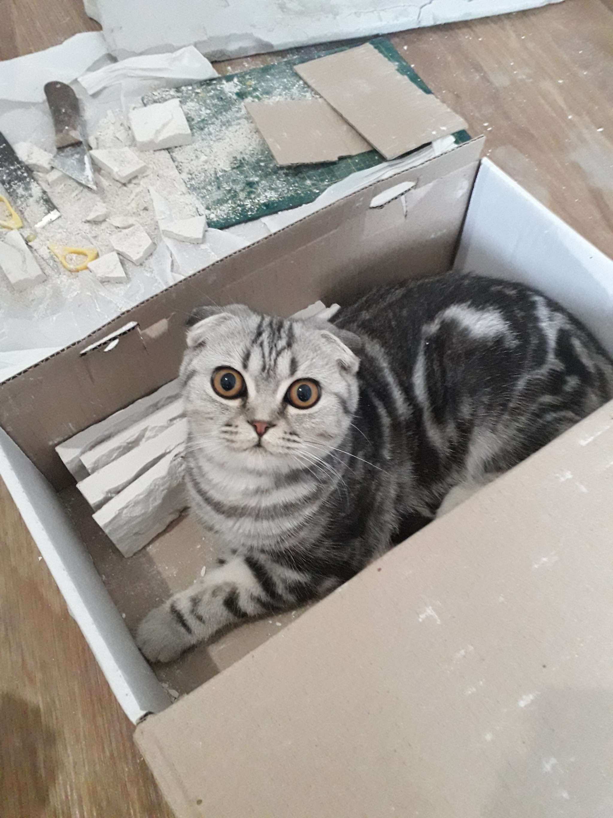 Cat foreman - My, Repair, cat, Gypsum, Tile