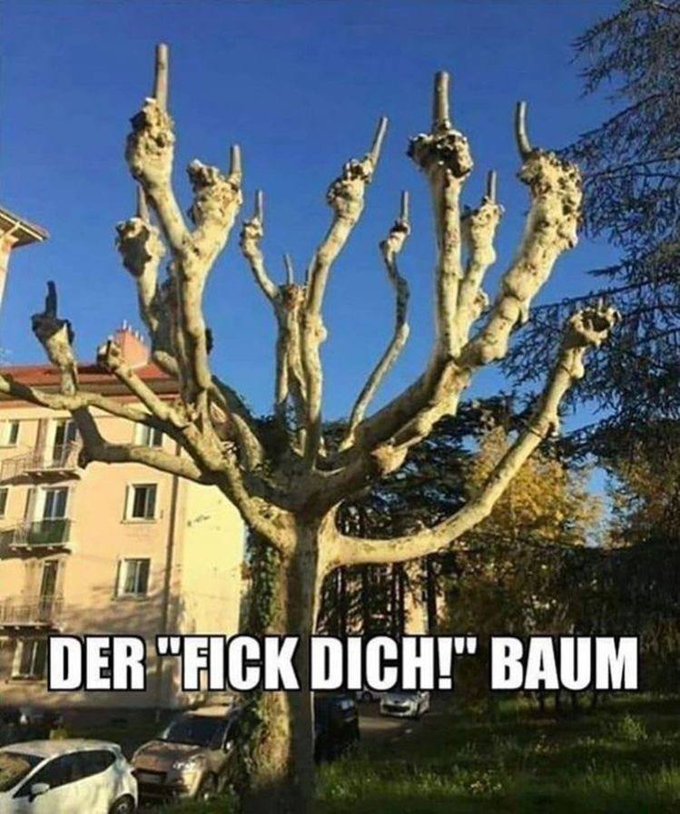 Is this a tree from which family? - Humor, German, Tree, Fak (gesture)