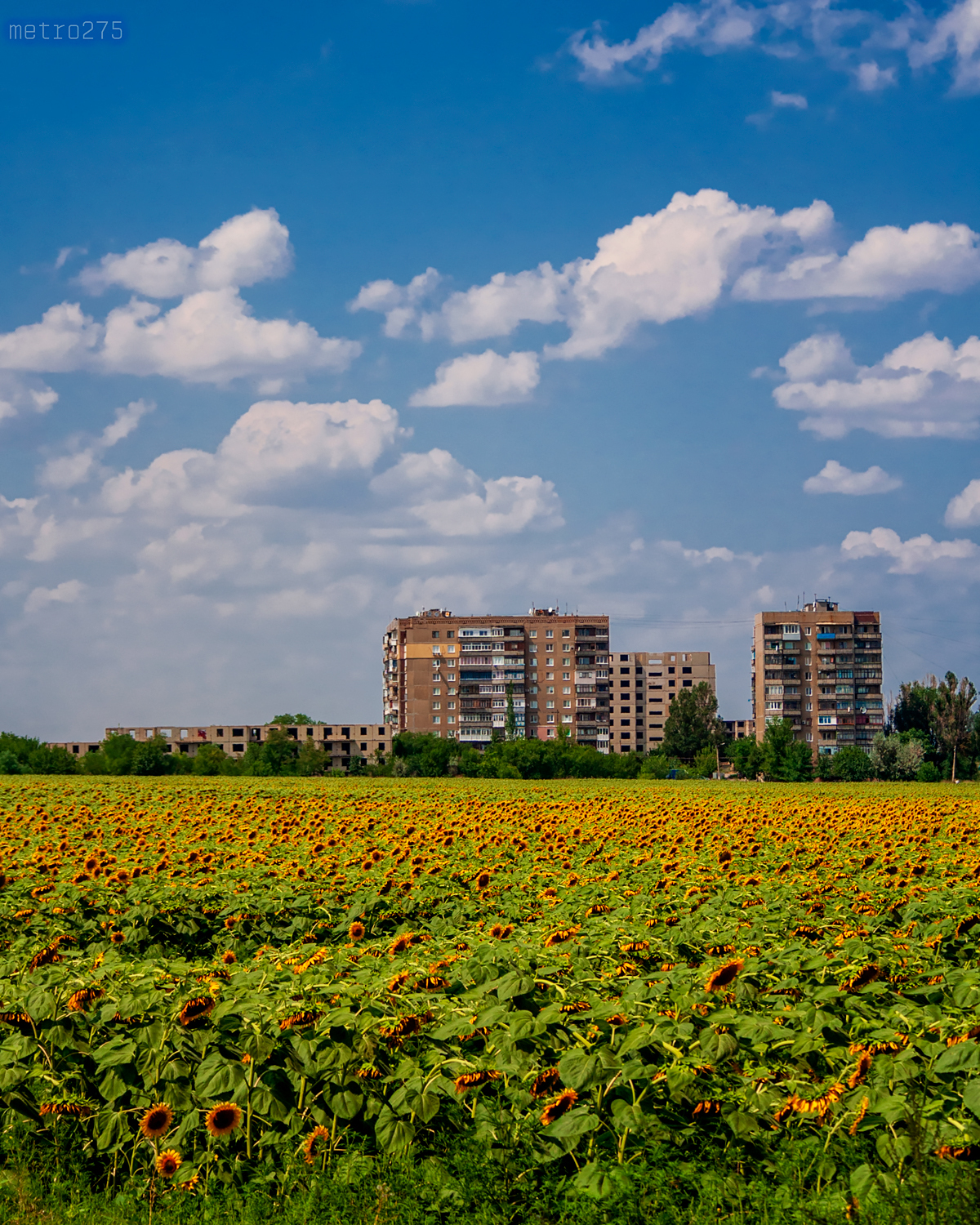 On the outskirts - My, Kostiantynivka, Donetsk region, Summer, Outskirts, Sunflower