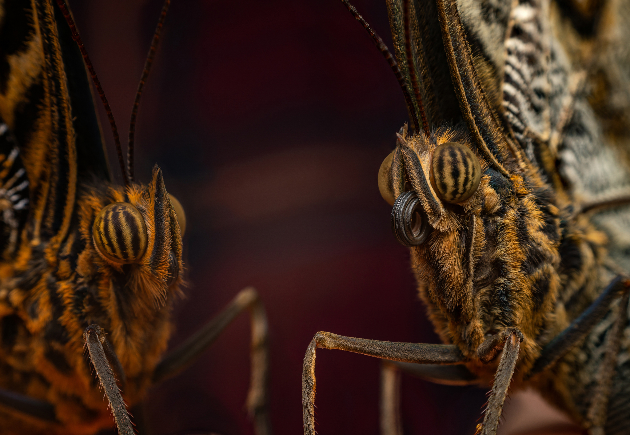 Couple - My, Macro photography, Butterfly, Nikon