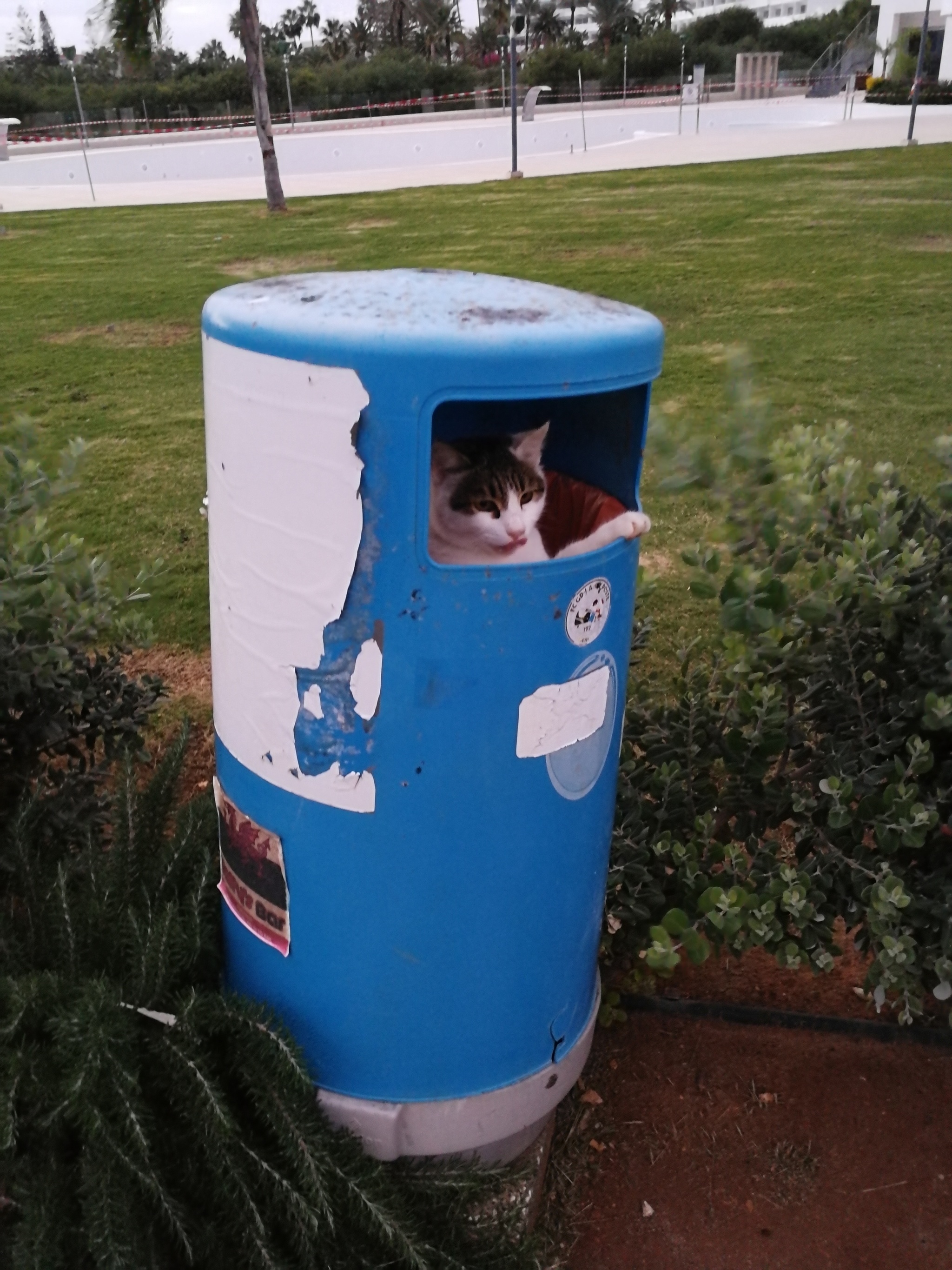 Cotomafia of Ayia Napa - My, cat, Trash can, Observation post, Cyprus, Ayia Napa