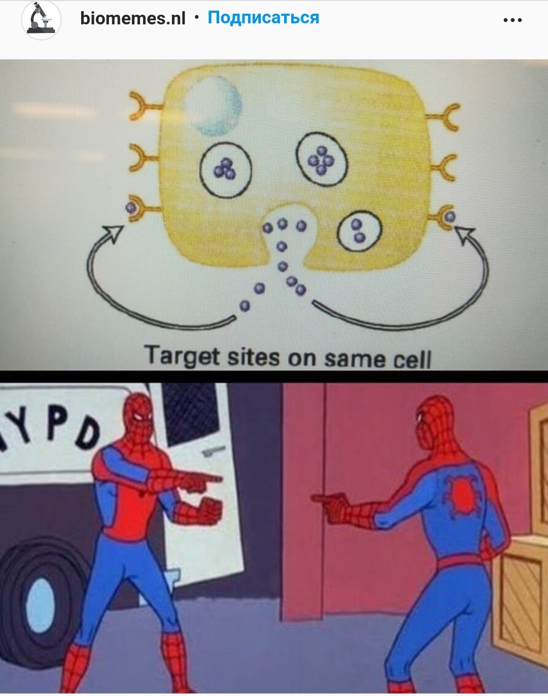 Receptors with identical mediators - Humor, Biology, Receptors