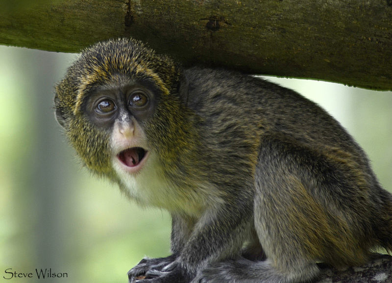 One of the most mememic monkeys is De Brezza's Hamsters. Their facial expressions are very suitable in case of important negotiations. - Monkey, Toque, Wild animals, Milota, Memes, Red Book, In case of important negotiations, Makeup, Animals, Nature, Facts, Facial expressions, Facial expression, Face, beauty, Longpost