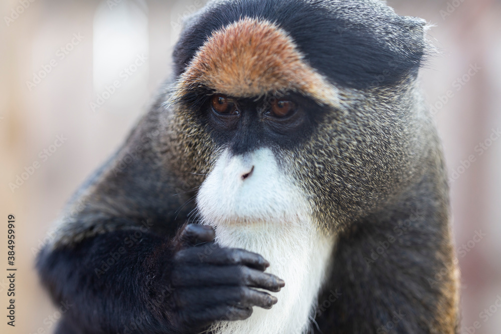 One of the most mememic monkeys is De Brezza's Hamsters. Their facial expressions are very suitable in case of important negotiations. - Monkey, Toque, Wild animals, Milota, Memes, Red Book, In case of important negotiations, Makeup, Animals, Nature, Facts, Facial expressions, Facial expression, Face, beauty, Longpost