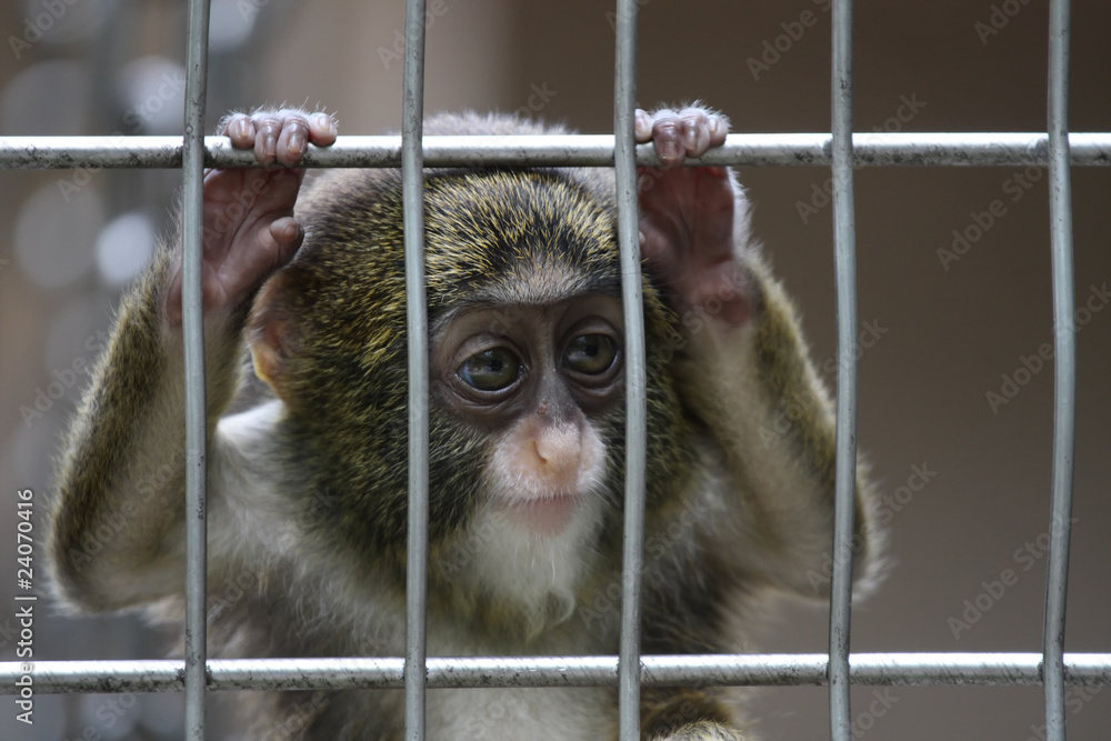 One of the most mememic monkeys is De Brezza's Hamsters. Their facial expressions are very suitable in case of important negotiations. - Monkey, Toque, Wild animals, Milota, Memes, Red Book, In case of important negotiations, Makeup, Animals, Nature, Facts, Facial expressions, Facial expression, Face, beauty, Longpost