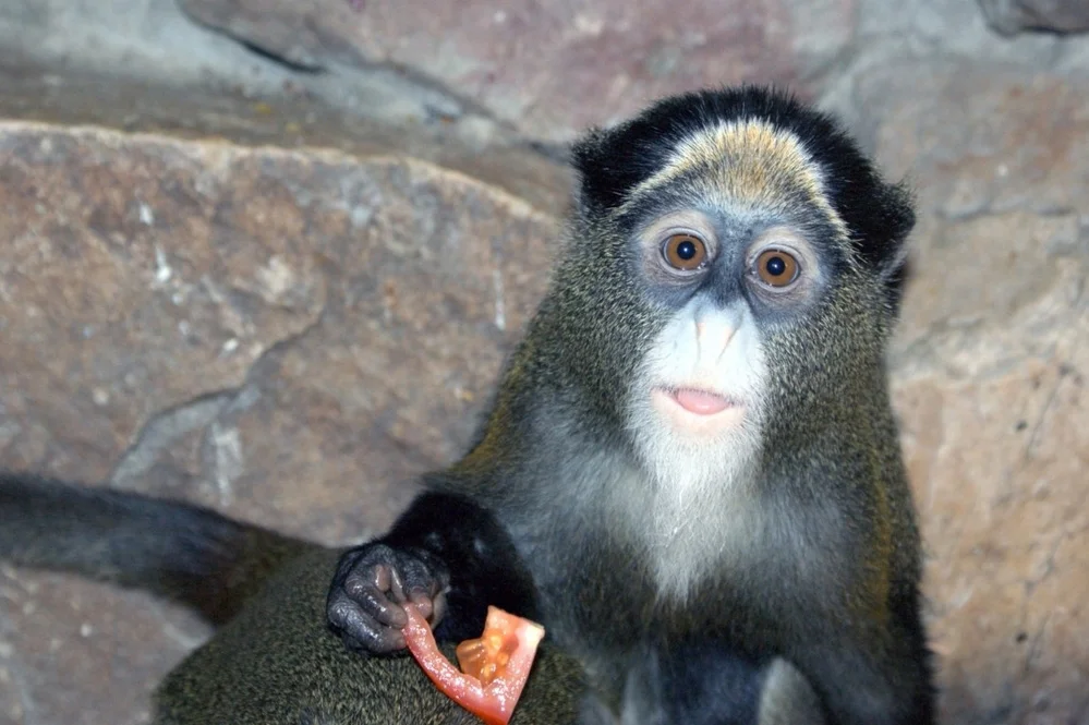 One of the most mememic monkeys is De Brezza's Hamsters. Their facial expressions are very suitable in case of important negotiations. - Monkey, Toque, Wild animals, Milota, Memes, Red Book, In case of important negotiations, Makeup, Animals, Nature, Facts, Facial expressions, Facial expression, Face, beauty, Longpost