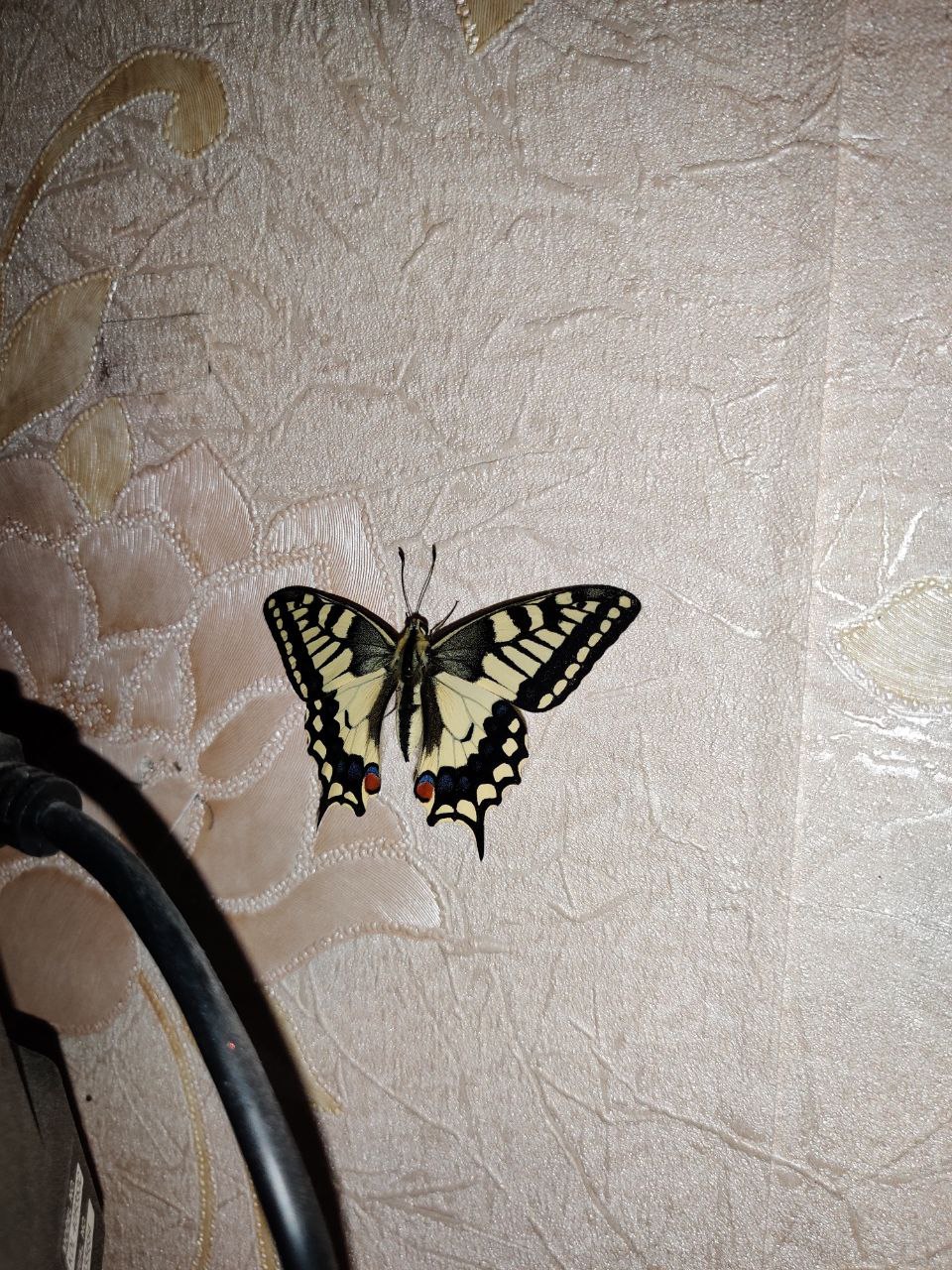 Unexpected guest - My, Swallowtail, Butterfly, Winter