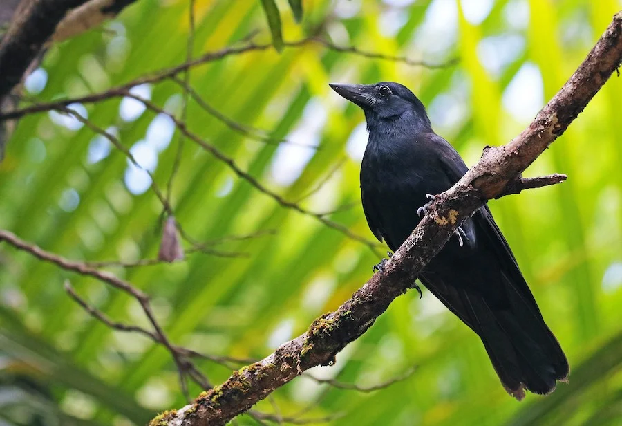 The New Caledonian Raven: A bird that has made even monkeys intelligent. What one of the smartest animals on the planet is capable of - Birds, Crow, Animal book, Yandex Zen, Longpost