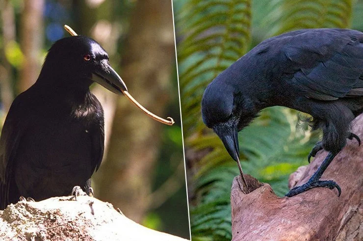 The New Caledonian Raven: A bird that has made even monkeys intelligent. What one of the smartest animals on the planet is capable of - Birds, Crow, Animal book, Yandex Zen, Longpost