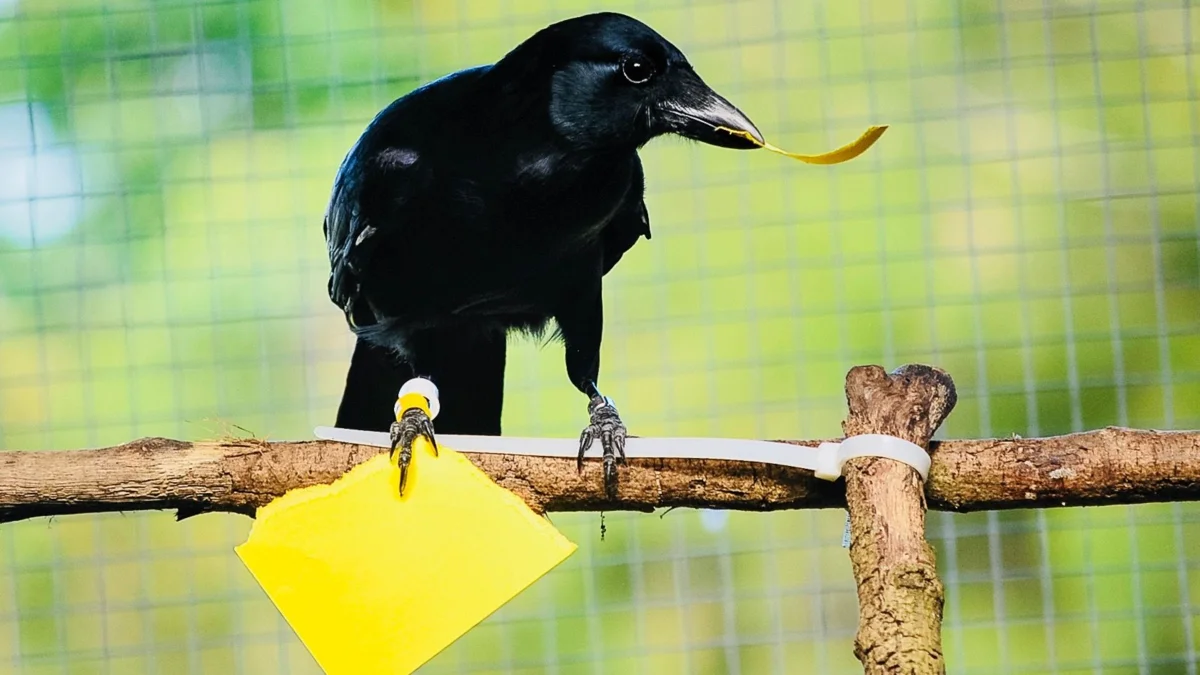 The New Caledonian Raven: A bird that has made even monkeys intelligent. What one of the smartest animals on the planet is capable of - Birds, Crow, Animal book, Yandex Zen, Longpost