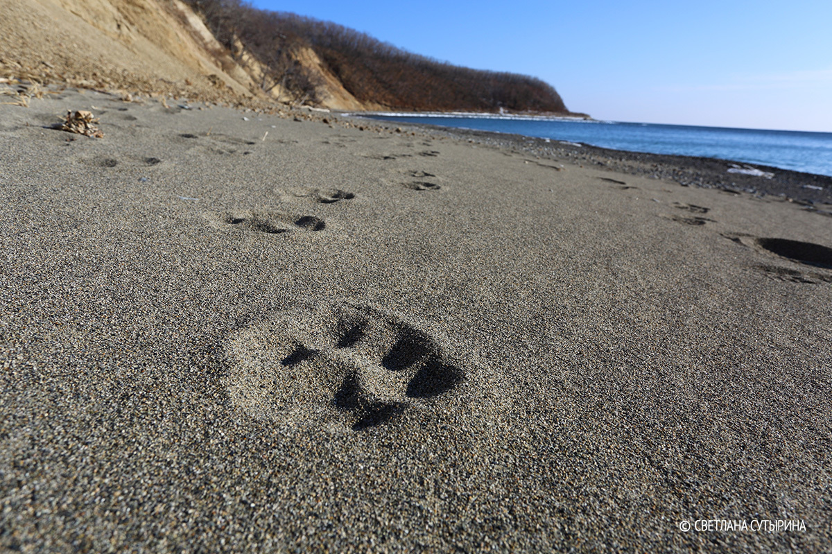 Tigress occupied the tourist coast in the Sikhote-Alin Reserve (video) - Tiger, Ecotourism, Nature, Ecology, Eco-city, Video, Longpost