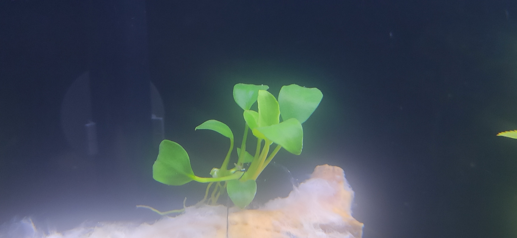 My Aquarium Part 3 - My, Aquarium, Aquarium, Freshwater aquarium, Hobby, Longpost