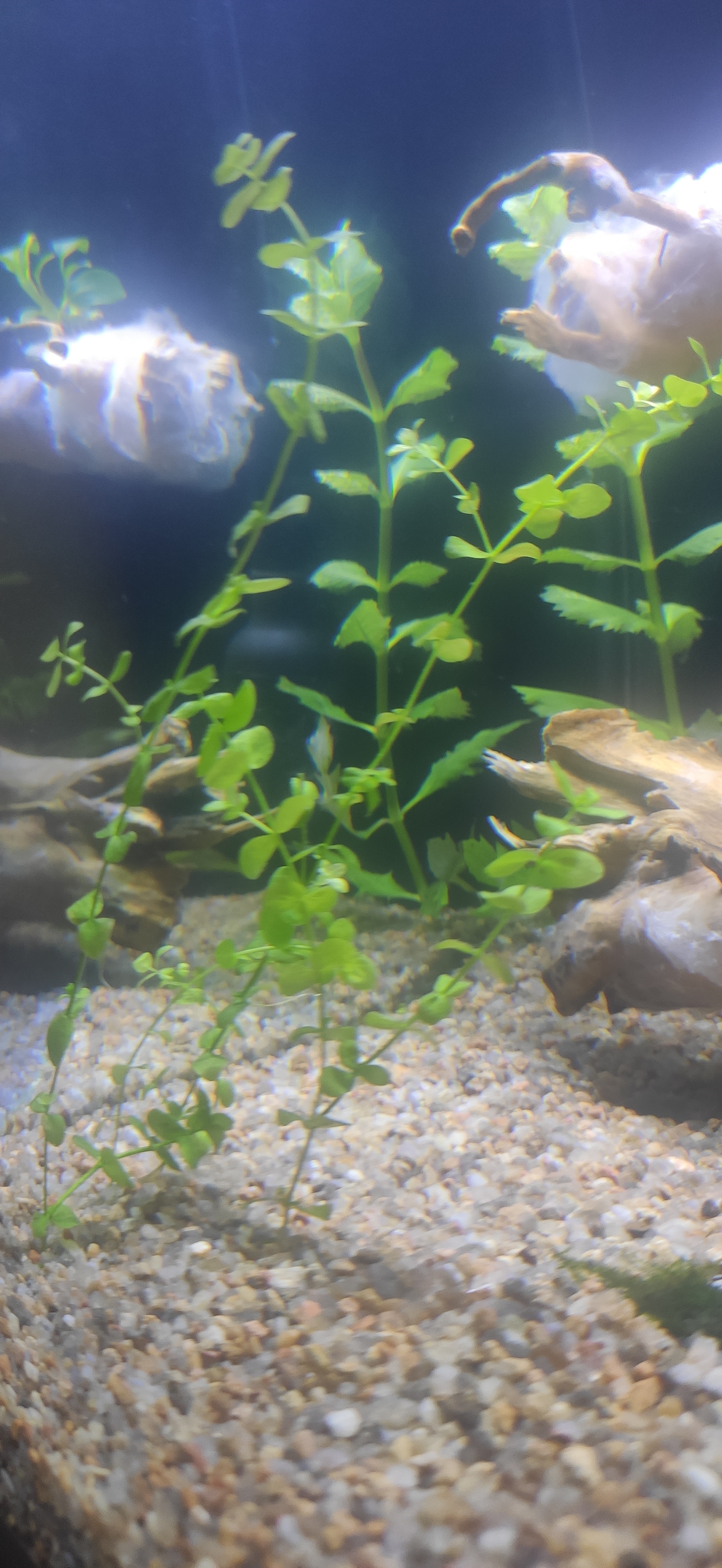 My Aquarium Part 3 - My, Aquarium, Aquarium, Freshwater aquarium, Hobby, Longpost