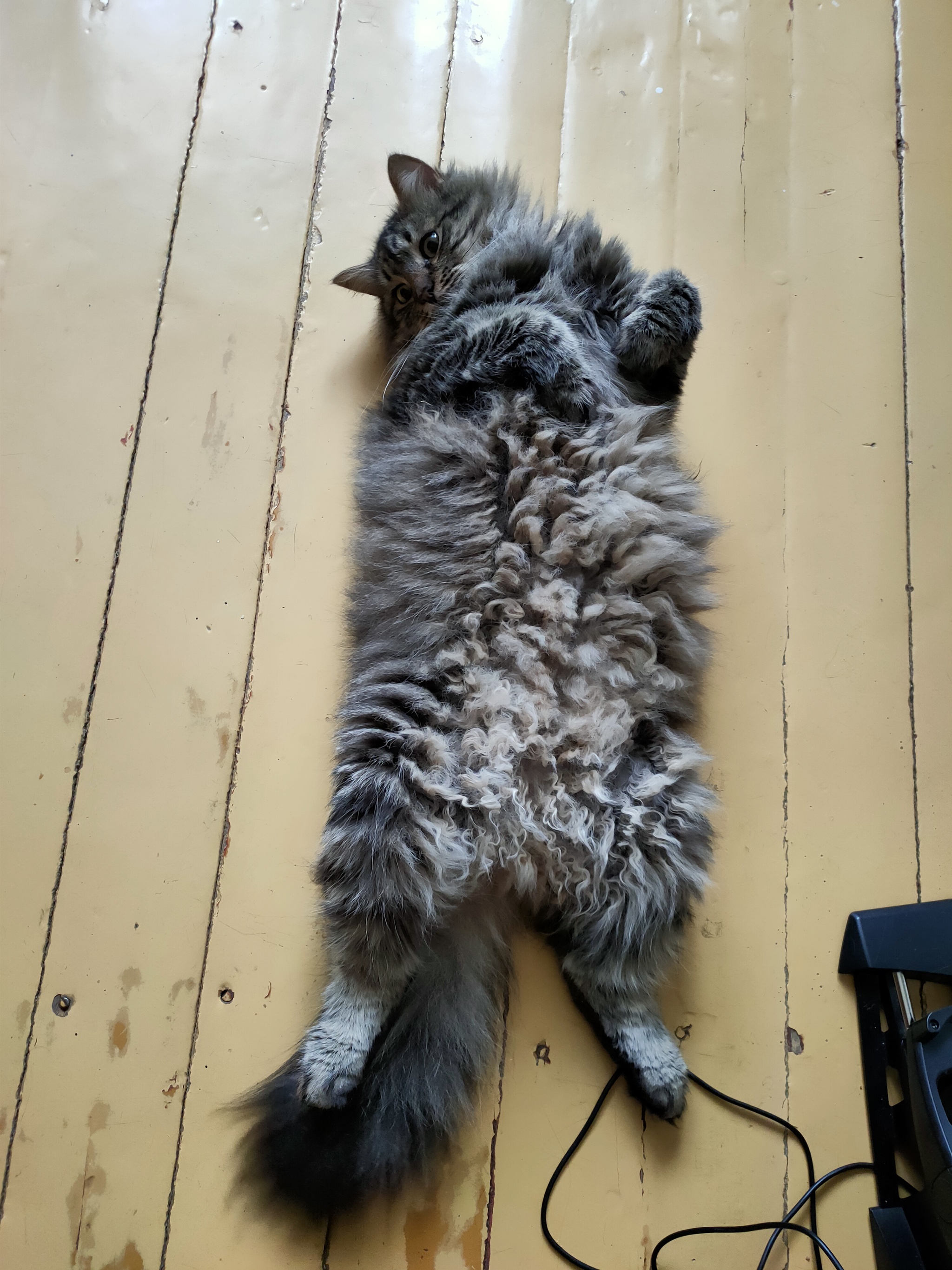 I can't help but share - My, cat, Portrait, Belly, Longpost, Fat cats