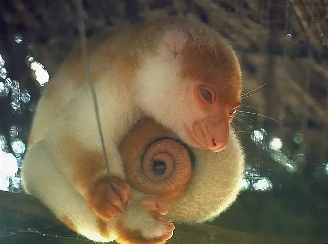 Spotted Couscous: Unfamiliar fauna. Lazy inhabitants of Australian forests - Animals, Couscous, Australia, Animal book, Yandex Zen, Longpost