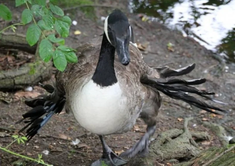 Why can't birds be fed bread? Specific tragic consequences of this lesson - Birds, Duck, Гусь, Swans, Feeding, Bread, Animal book, Yandex Zen, Longpost