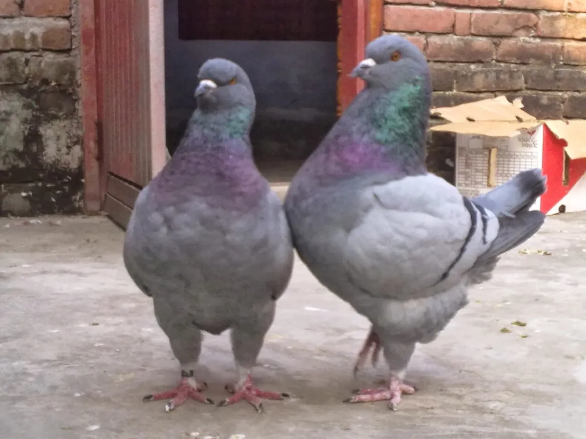 Pigeon King: A breed of pigeon has been turned into real chickens. They weigh 4 times more, have forgotten how to fly and pose at exhibitions - Pigeon, Animal book, Yandex Zen, Longpost